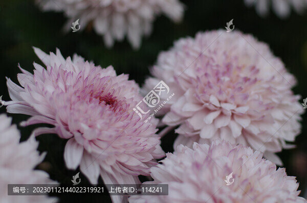 菊花