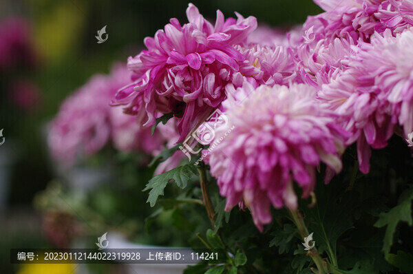 菊花