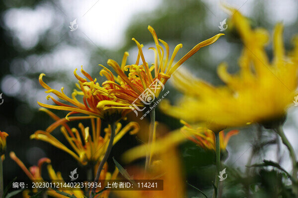 顏色形態(tài)各異的菊花