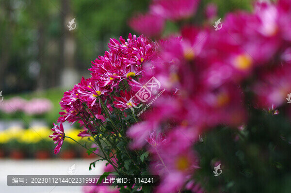 顏色形態(tài)各異的菊花