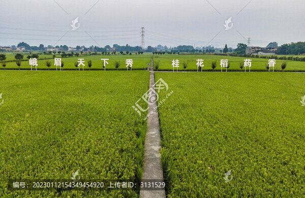 水稻種植