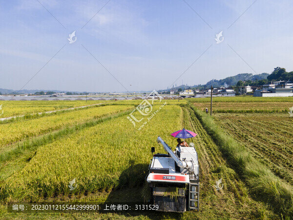 水稻
