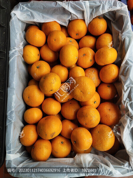 沃柑打包裝箱