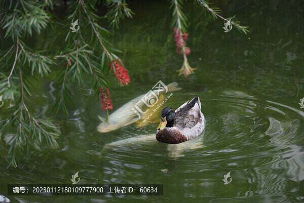 鴨