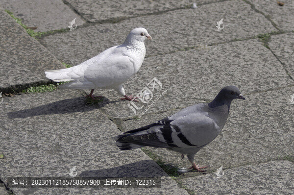 白鴿和灰鴿