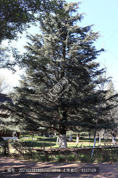 公園松樹