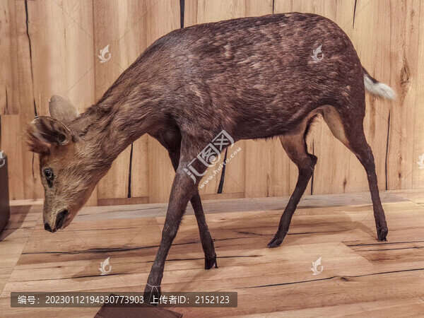 黑鹿標本