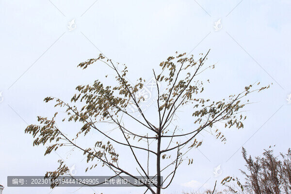天空樹枝枯樹素材