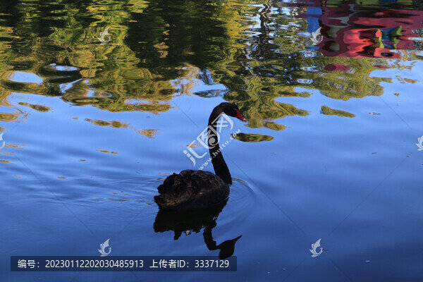黑天鵝