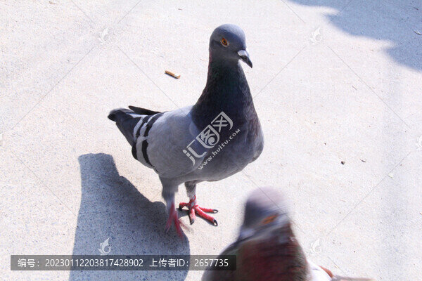 找食的鴿子