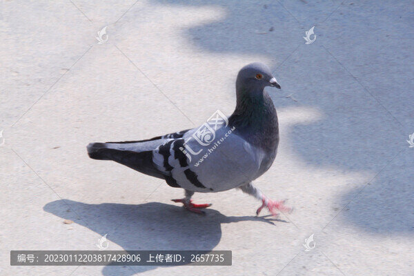 找食的鴿子