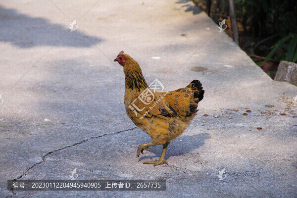 散養(yǎng)母雞
