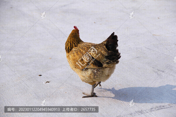 母雞