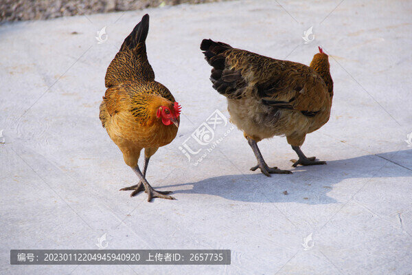 母雞