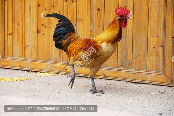 大公雞