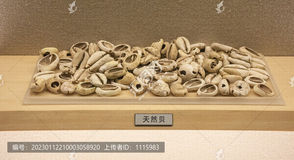 天然貝