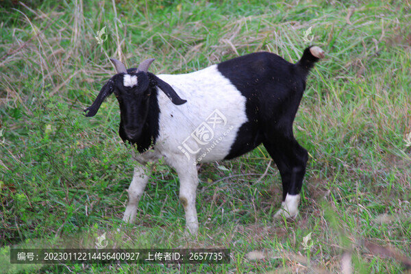 羊