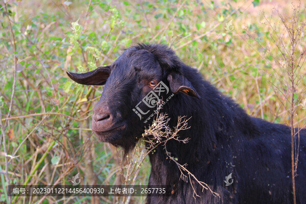 羊