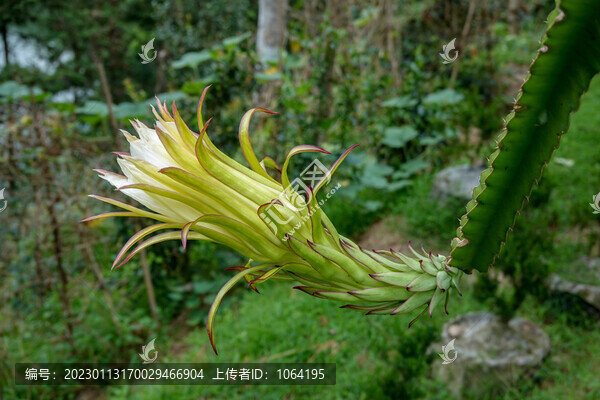 火龍果花