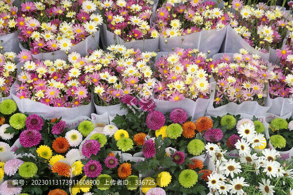 花卉市場(chǎng)的菊花花束