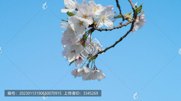 櫻花