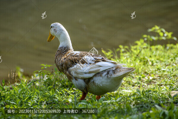 散養(yǎng)鴨