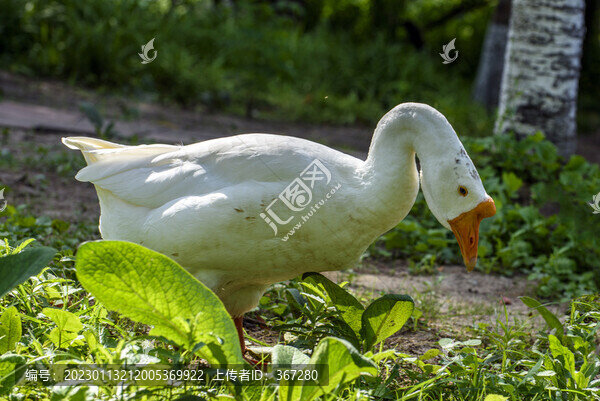 一只大白鵝