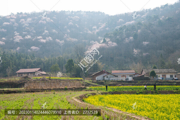 山花爛漫