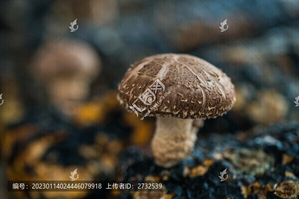 蘑菇