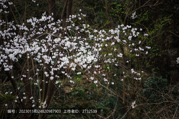 櫻桃花