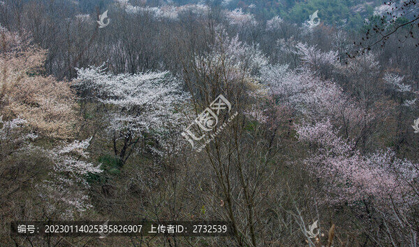 山花爛漫