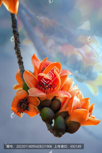 紅棉花