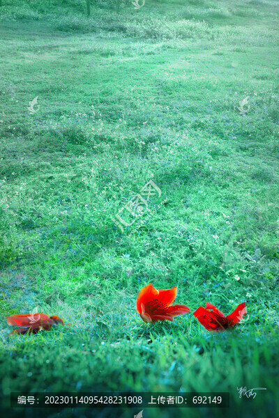紅棉花