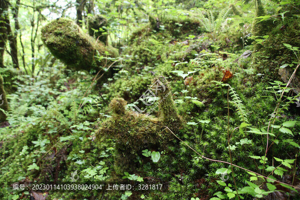 高原綠色植物