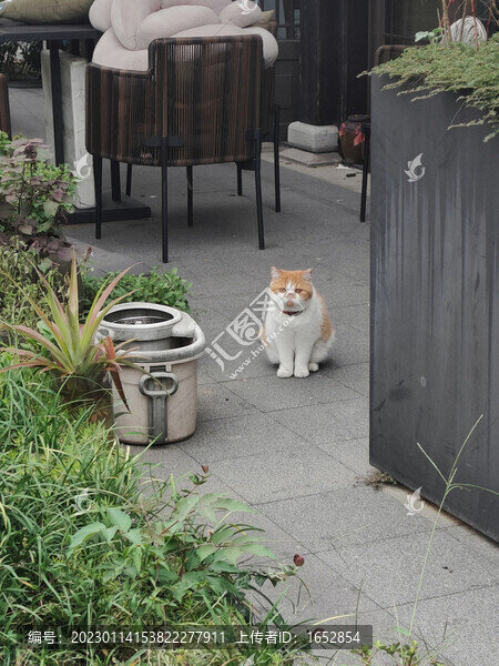 憂郁貓咪