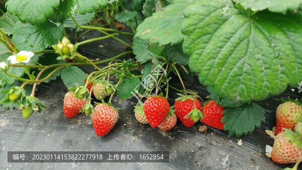 草莓