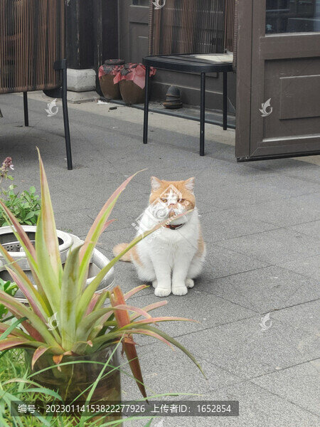 憂郁貓咪