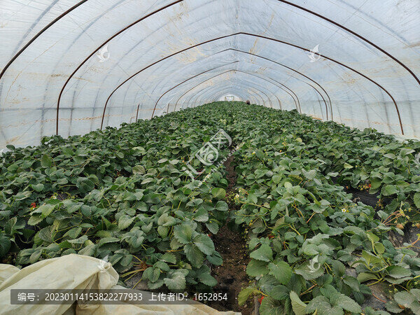 草莓大棚