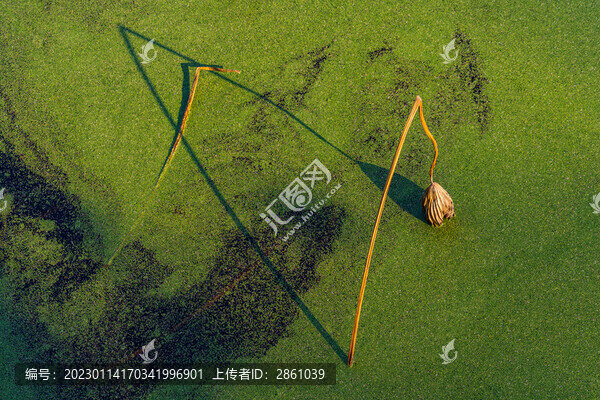荷塘殘荷