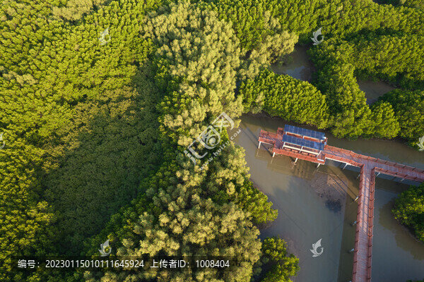航拍紅樹林與棧道