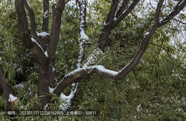 春節(jié)雪景