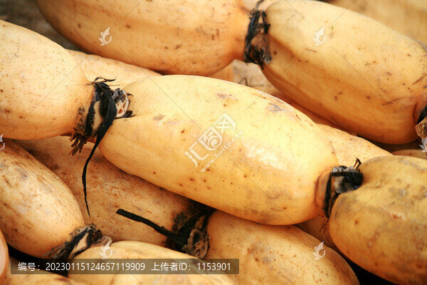 蓮藕