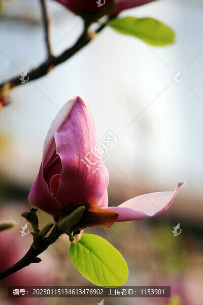玉蘭花