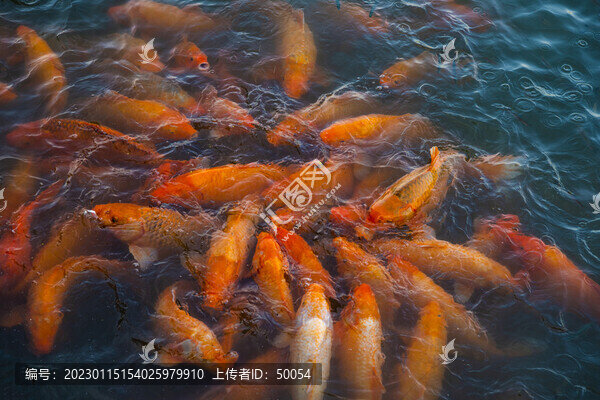 錦鯉
