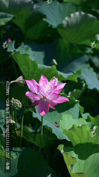 高清荷花素材壁紙