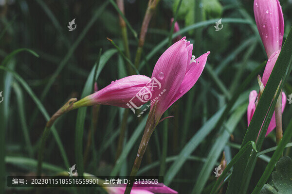 水仙花特寫