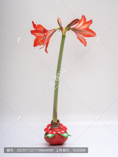 朱頂紅