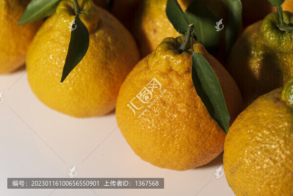 丑柑丑橘耙耙柑