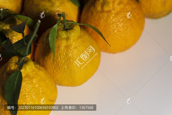 丑柑丑橘耙耙柑