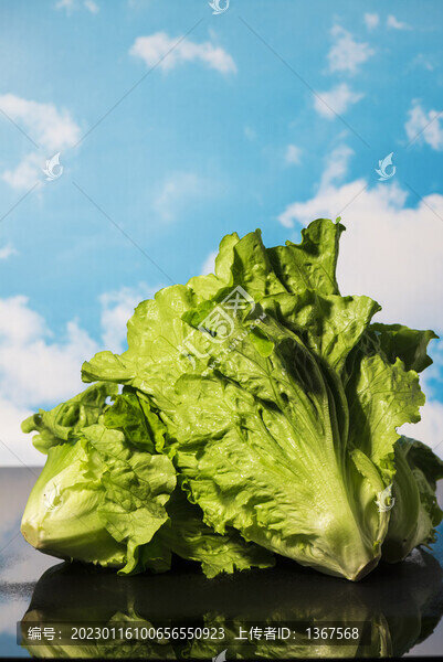 生菜
